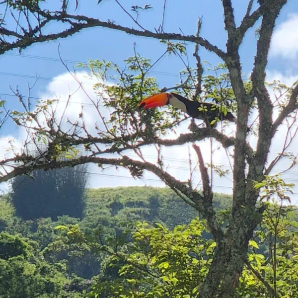 Tucano na árvore próxima à area verde
